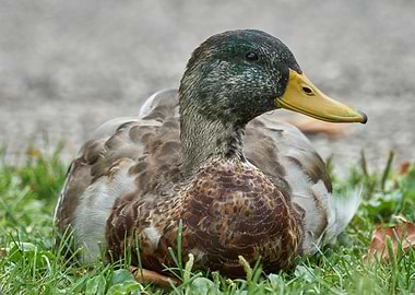 duck on meadow