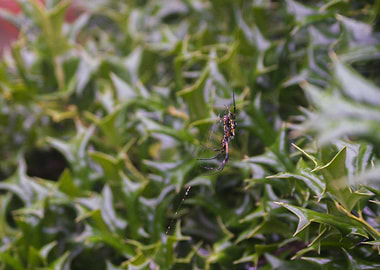 An Arachnid After Rain
