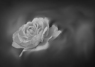 scenic rose in bloom in the garden