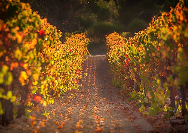 Terrorir of Provence