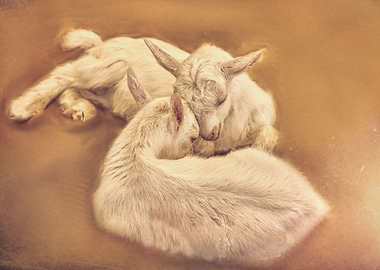 puppy goat in the farm