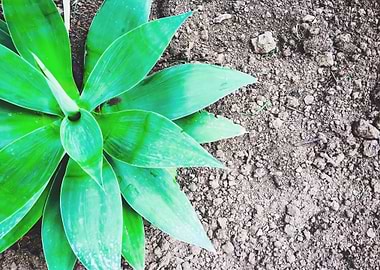 green leaf succulent plant