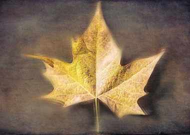 autumn leaf background