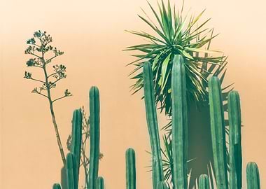 Green cactuses photograph