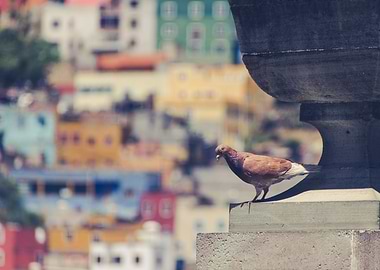 Pigeon in town with blurred background