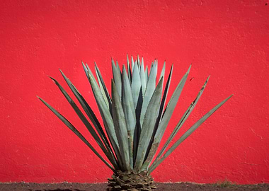 Maguey plant on red background