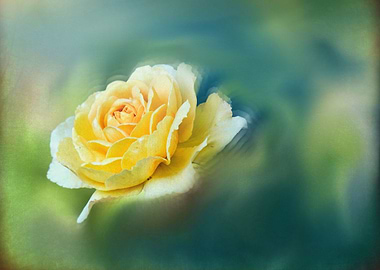 yellow rose for gift