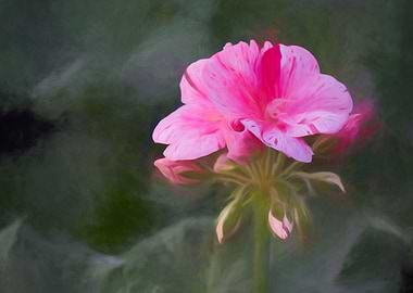 geranium in bloom in spring