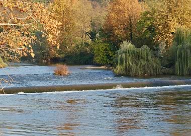 autumn leaf on tree on river