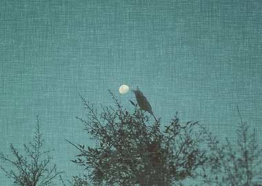 The Pearl is my Oyster