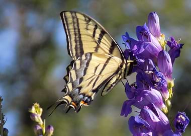 Papilio Glaucus