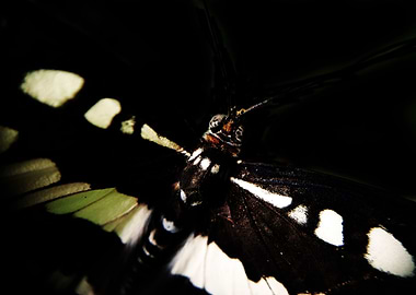 Butterfly Low Key Effect