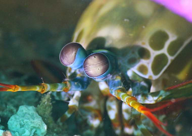Mantis shrimp