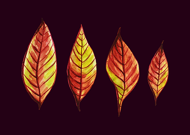 Four Red And Yellow Autumn Leaves