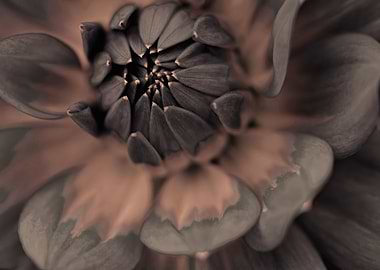 the grey Dahlia