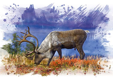 Caribou Grazing