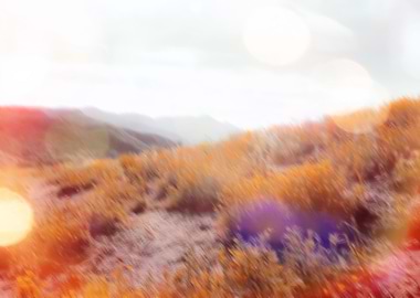 yellow flower field on the mountain with summer li