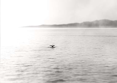 Whale Tail - Howe Sound, British Columbia, Canada