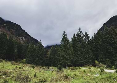 Mystic Forest in Slovenia 05