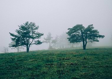 Mystic Forest in Slovenia 04