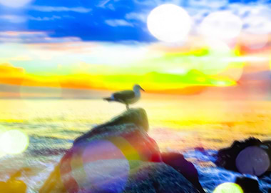 bird on the stone with the summer beach sunset bac