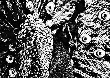 peacock black&white
