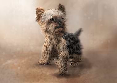 Yorkie