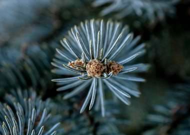 Blue Spruce