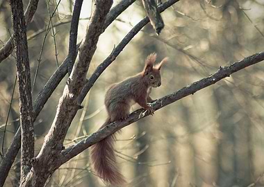 Squirrel