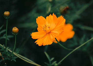 Cosmos Sulphureus