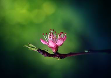 Peach Blossom