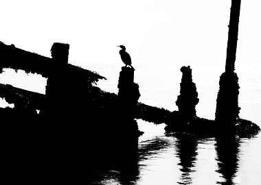 Perched Cormorant