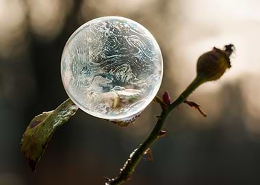 Frozen soap bubble on wild