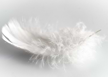 feather