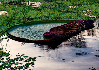 Huge Amazonian Lotus at sunset, Peru
