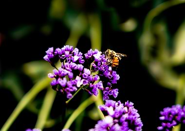 Bee chilling on purple flowers