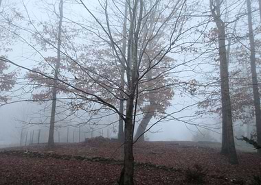 Foggy Day