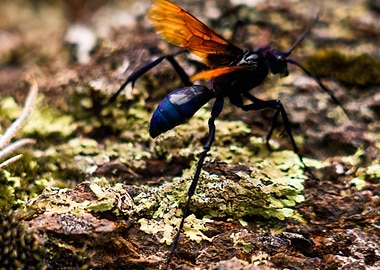 Blue wasp with golden wings in Sacred Valley, Peru