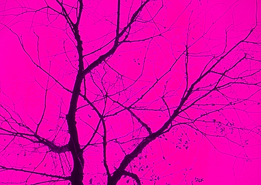 Central Tree Magenta