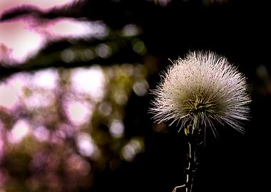 Mimosa white flower