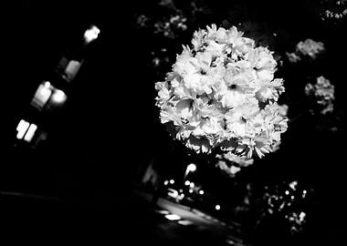 Night tree flower