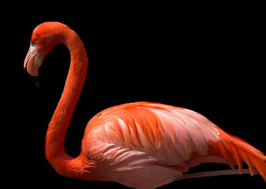 flamingo