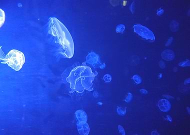 Jellyfish at the Henry Doorly Aquarium