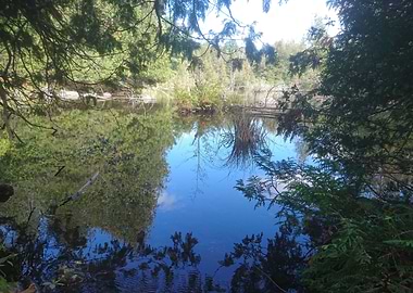 Peaceful forest lake.