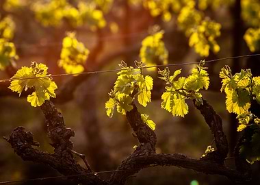Leafs of vine in the sun