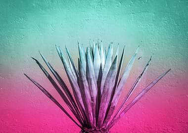 Maguey plant with colorful gradient