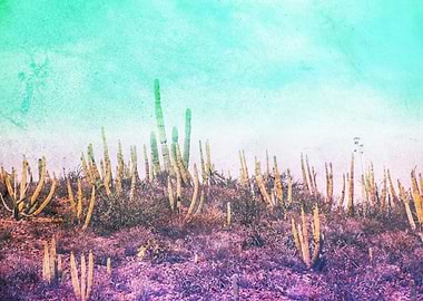 Cactuses in Sonora Mexico desert