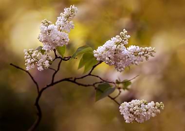 White blooming lilac flowers