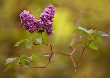 Violet blooming lilac flowers