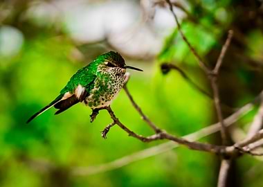 Beautiful cute green hummingbird perched on tree